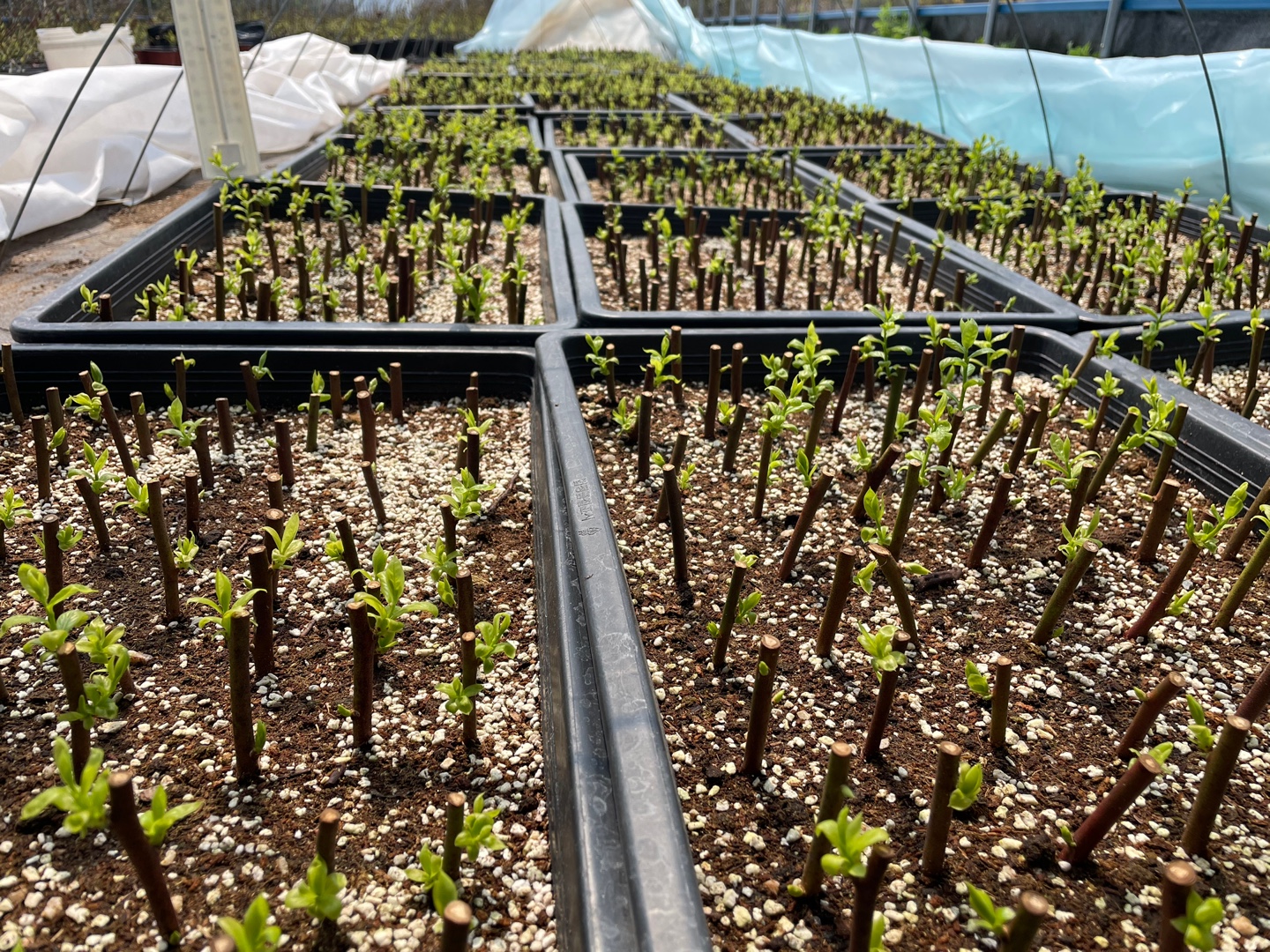 블루베리 삽목장