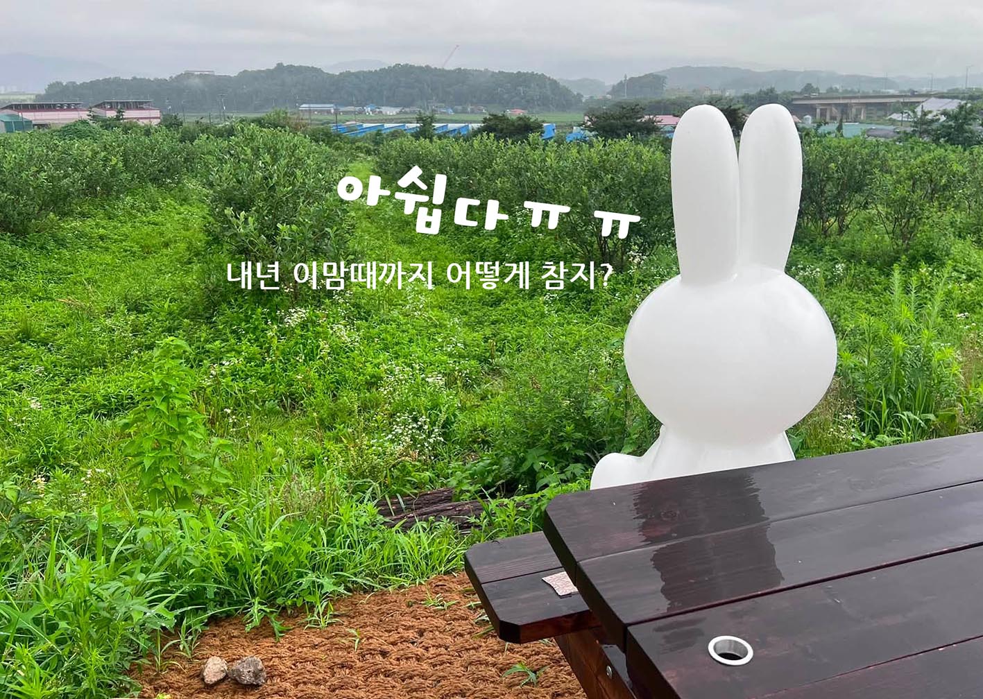 유기농 블루베리 수확 종료