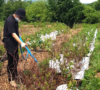 2022년 삼목한 블루베리 묘목을 비닐 포트 이용 노지 성장