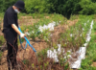 2022년 삼목한 블루베리 묘목을 비닐 포트 이용 노지 성장