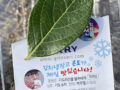 2025 블루베리 생과 출하 6월 예정